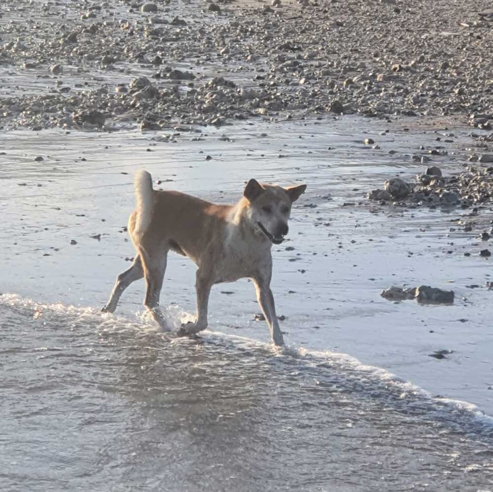 Red-Dog