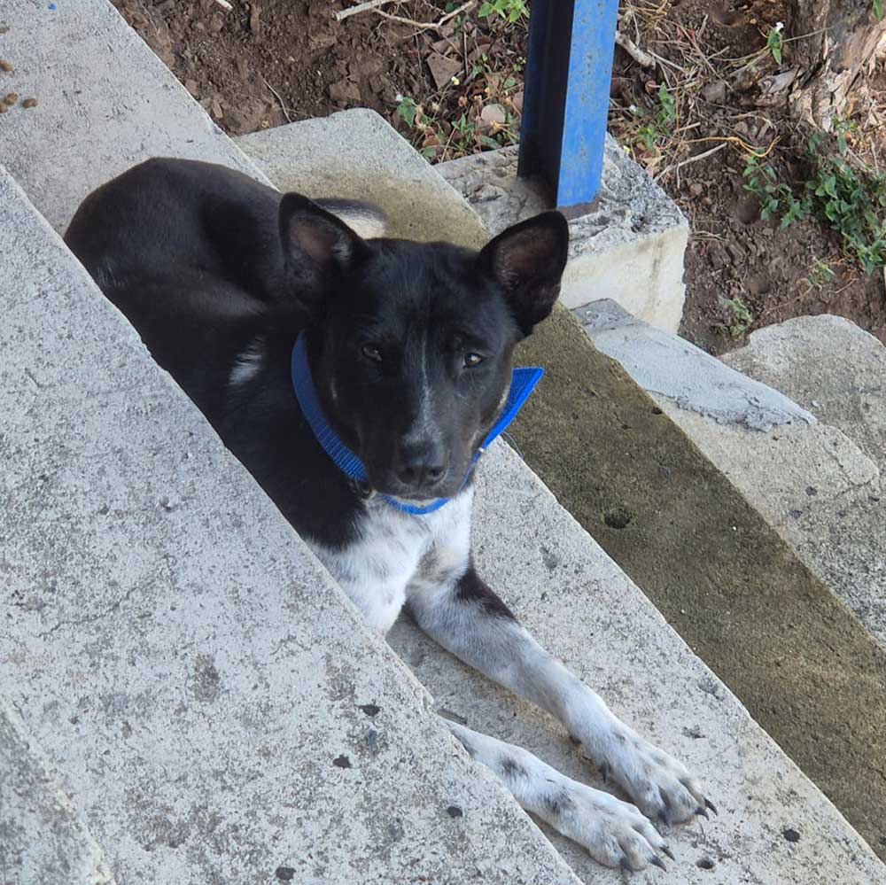 Scouty-Boi
